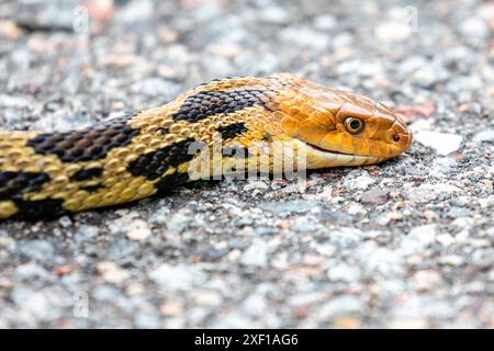 Eastern Fox Snake (Elaphe vulpina) überquert die Straße, horizontal Stockfoto