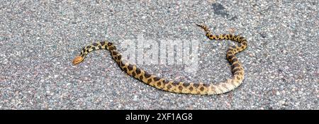 Eastern Fox Snake (Elaphe vulpina) überquert die Straße, Panorama Stockfoto