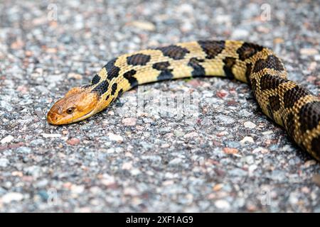 Eastern Fox Snake (Elaphe vulpina) überquert die Straße, horizontal Stockfoto