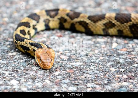 Eastern Fox Snake (Elaphe vulpina) überquert die Straße, horizontal Stockfoto