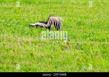 Gestreifte Skunk (Mephitis mephitis) auf der Suche nach Nahrung in einem Feld in Wisconsin, horizontal Stockfoto