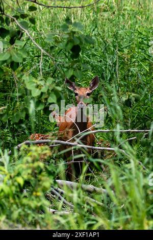 Weißschwanzhirsch (Odocoileus virginianus) und zwei Rehkitze, die sich Ende Juni in der Bürste verstecken, Vertical Stockfoto