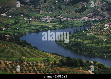 Villen und Weinberge auf den Hügeln mit Blick auf die Kurve des Flusses Douro. Portugal. Stockfoto