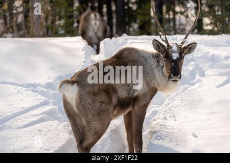 Wildes Caribou entlang des Alaska Highway im Frühling mit verschwommenem Hintergrund. Rentiere in der Arktis in wilder Natur und Wildnis. Stockfoto