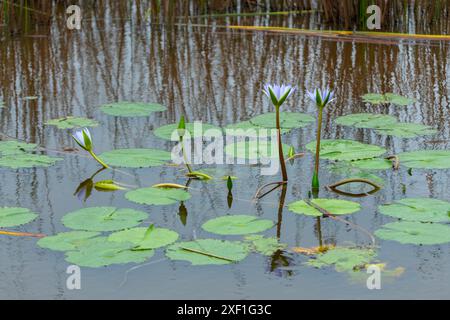 Seerosenblüte sprießt durch grüne Blattpads im Osten Australiens. Stockfoto