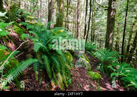 Im Cascade Falls Regional Park nordöstlich von Mission, British Columbia, Kanada Stockfoto