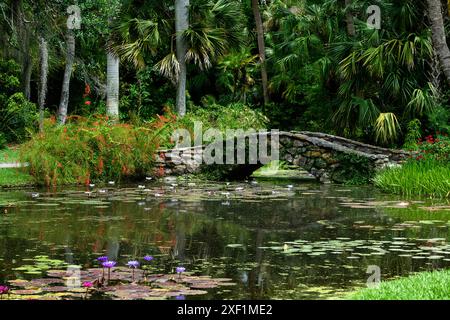 Blick nach links auf die Felsbrücke mit Wasserlilien im Vordergrund und Palmen im Hintergrund Stockfoto