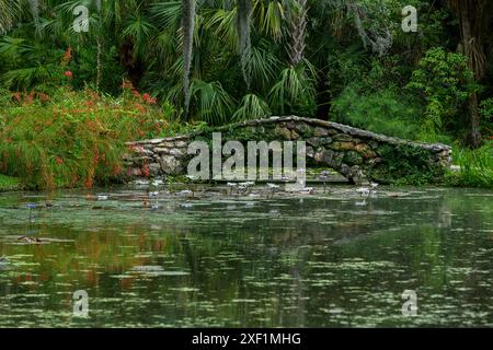 Felsenbrücke mit lila Lilien und Palmen im spiegelnden Teich Stockfoto