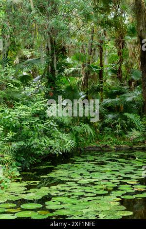 Teich bedeckt mit lilly-Pads Stockfoto