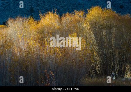 Glitzernde Espenbäume erleuchten den Weg entlang der U.S. Route 395 durch die Sierra Mountain Range. Stockfoto