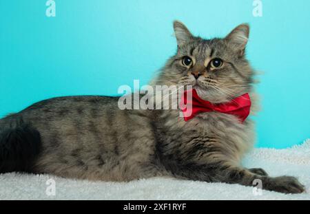Süße flauschige braune Tabbykatze mit roter Fliege und liegendem Porträt Stockfoto