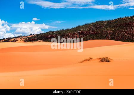 Im Coral Pink Sand Dunes State Park, Kanab, Utah, erheben sich majestätisch goldene Sanddünen vor dem Hintergrund des leuchtend blauen Himmels und der flauschigen weißen Wolken Stockfoto