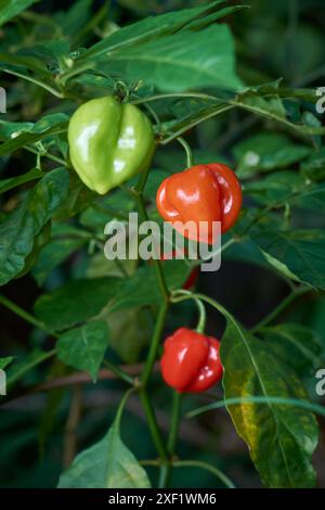 habanero Chili-Paprika hängen an der Pflanze im Garten Hintergrund, heißeste Gewürze mit faltiger, genoppter Haut, grüner Orange und roter Würze Stockfoto