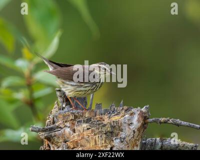 Die Migration des Northern Waterthrush Spring in Alaska Stockfoto