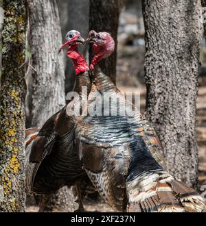 Wilde Truthahnmännchen Während Der Paarungszeit Stockfoto