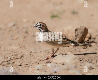 Ein Lark Sparrow mit starken Markierungen Stockfoto