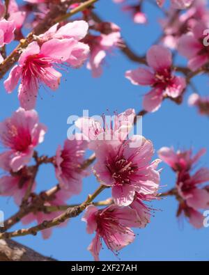 Frühlingsblumen in Arizona Stockfoto