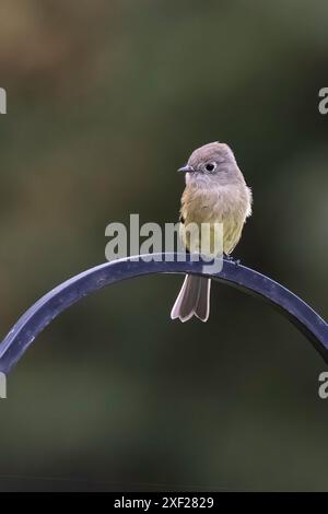 Ein kleiner Hammond's Flycatcher in Alaska Stockfoto