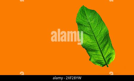 ..großes, grünes, frisches Blatt auf einem orangefarbenen isolierten Hintergrund. Werbebanner. Stockfoto