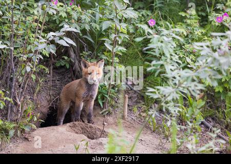 Rotfuchs tritt aus seiner Höhle Stockfoto