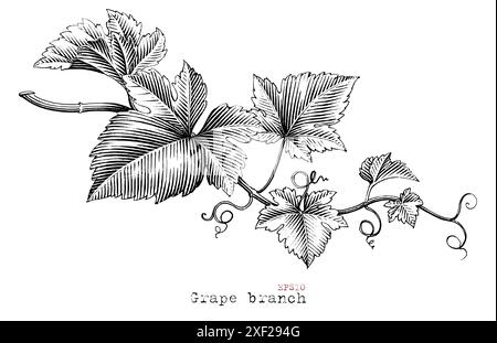 Traubenzweig handgezeichnet schwarz-weiße ClipArt im Vintage-Stil Stock Vektor