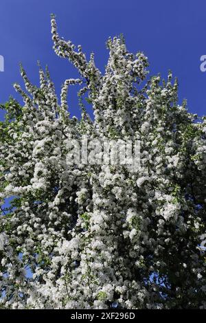 Blühender Obstbaum am Himmel. Stockfoto