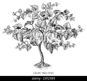 Traubenbaum Illustration Vintage Gravur Stil schwarz-weiße Clip Art Stock Vektor