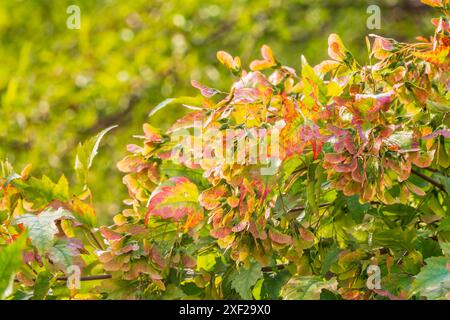 Eine Nahaufnahme der rötlich-rosa reifenden Früchte des Tatarischen Ahorns. Nahaufnahme der Blätter des roten Ahornbaums im Herbst Stockfoto