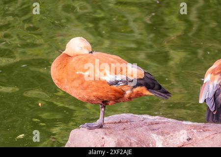 Ruddy Shelduck, oder rote Ente, lat. Tadorna ferruginea, Schwimmen auf einem See. Es ist Wasservögel Familie von Enten, ähnlich wie die gemeinsame. Der Vogel hat einen Orang Stockfoto