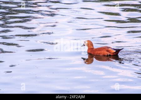 Ruddy Shelduck, oder rote Ente, lat. Tadorna ferruginea, Schwimmen auf einem See. Es ist Wasservögel Familie von Enten, ähnlich wie die gemeinsame. Der Vogel hat einen Orang Stockfoto