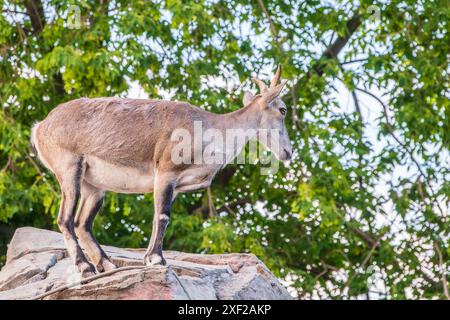 Bharal- oder Himalaya-Blauschaf oder naur (Pseudois nayaur), weiblich Stockfoto