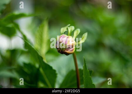 Dahlia maximiert die Fähigkeit der Pflanze, Blumen zu machen! Single Dahlia in einen wunderschönen Blumenstrauß. Dahlien-Sorten und das Einsparen der Stecklinge für Profis Stockfoto