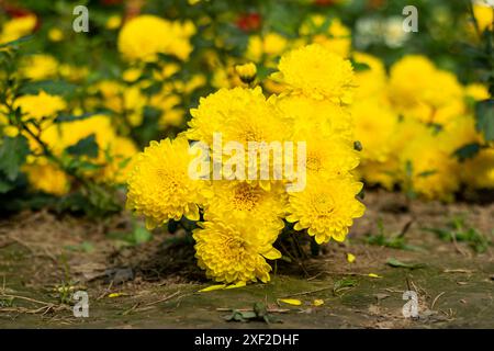 Topf Ringelblume oder Ringelblume hat singuläre, orangene Blüten mit dunklem Herz. Es ist sehr einfach anzubauen. Es wird für medizinische, kosmetische und kulinarische pu verwendet Stockfoto