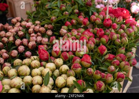 Rosen zum Verkauf auf den lokalen Märkten Stockfoto