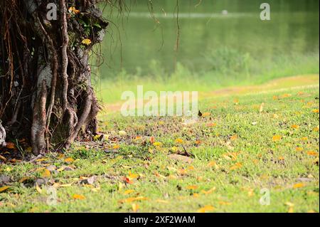 Smaragdgrüner See, mit Blättern gesäumte Wiese, eine malerische Szene, die den Geist erfrischt, Stress lindert und die Kraft der Heilkraft der Natur nutzt. Stockfoto