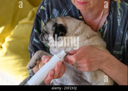 Frau, die die Klauen eines süßen Hundes mit Haarschneider zuhause trimmt Stockfoto