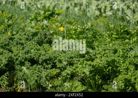 Pflanzen von Bio-Gemüse im städtischen Bauerngarten an einem sonnigen Tag Stockfoto