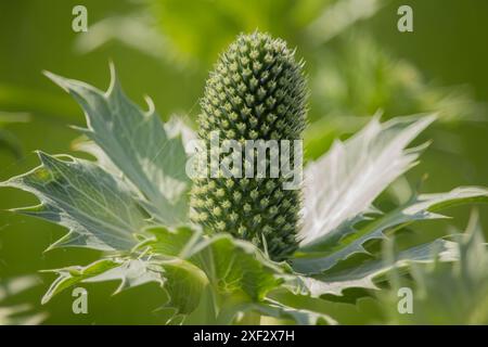 Detaillierte Nahaufnahme von Miss Willmotts Geist, Eryngium giganteum, blühende Pflanze im Garten Stockfoto