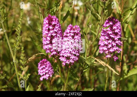 FRÜHE VIOLETTE ORCHIDEE (Orchis mascula) Jutland Wood, Langley Vale, Surrey, England, Vereinigtes Königreich, blauer Metzger, Adder’s Meat, Goosey Ganders, Kites Beine Stockfoto