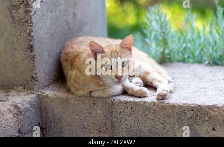 Freundliche Katze im Park. Stockfoto