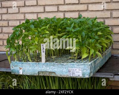 Heizbett. Verkauf von Gartenpflanzen. Städtischer Garten. Pflanzen im Garten. Selbstversorgung Stockfoto