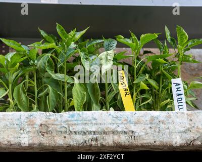 Heizbett. Verkauf von Gartenpflanzen. Städtischer Garten. Pflanzen im Garten. Selbstversorgung Stockfoto