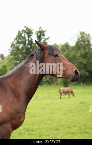 Ein braunes Pferd steht auf einer Wiese in Tschechien. Stockfoto