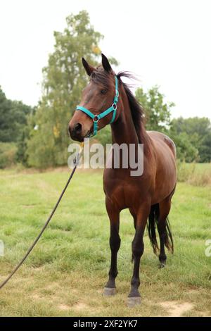 Ein braunes Pferd steht auf einer Wiese in Tschechien. Stockfoto