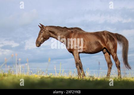 Ein braunes Pferd steht auf einer Wiese in Tschechien. Stockfoto