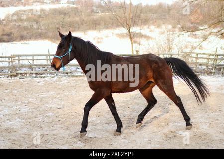 Ein braunes Pferd steht auf einer Wiese in Tschechien. Stockfoto