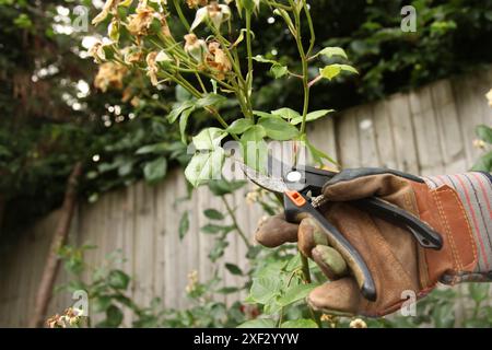 Tote Rosen auf Rosenstrauch mit Gartenscheren im British Garden, tagsüber, England, Großbritannien Stockfoto