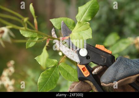 Tote Rosen auf Rosenstrauch mit Gartenscheren im British Garden, tagsüber, England, Großbritannien Stockfoto