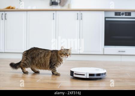 Cat Observed Roboter-Staubsauger in der modernen Küche Stockfoto