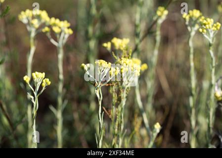 Zwerg Everlast, Helichrysum Arenarium Sommer gelbe Blumen Nahaufnahme selektiver Fokus Stockfoto